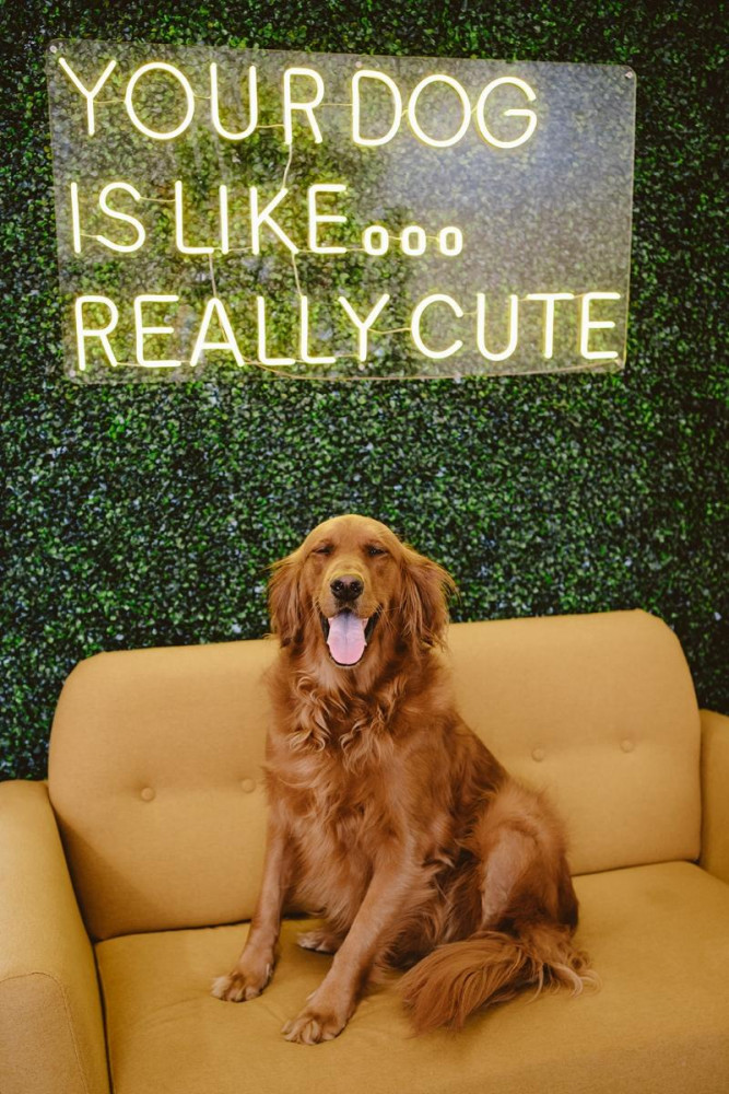 Lost Female Dog (Red, Golden Retriever)
