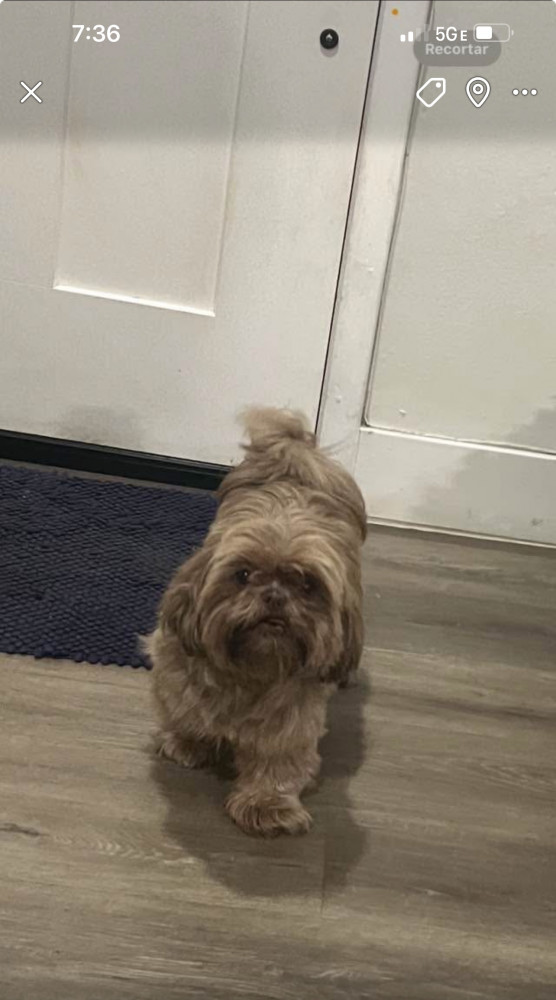 Lost Female Dog (Tan/Caramel, Shih Tzu)