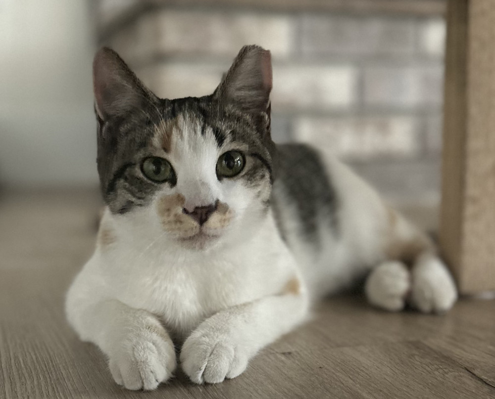 Lost Female Cat (White yellow, Calico)