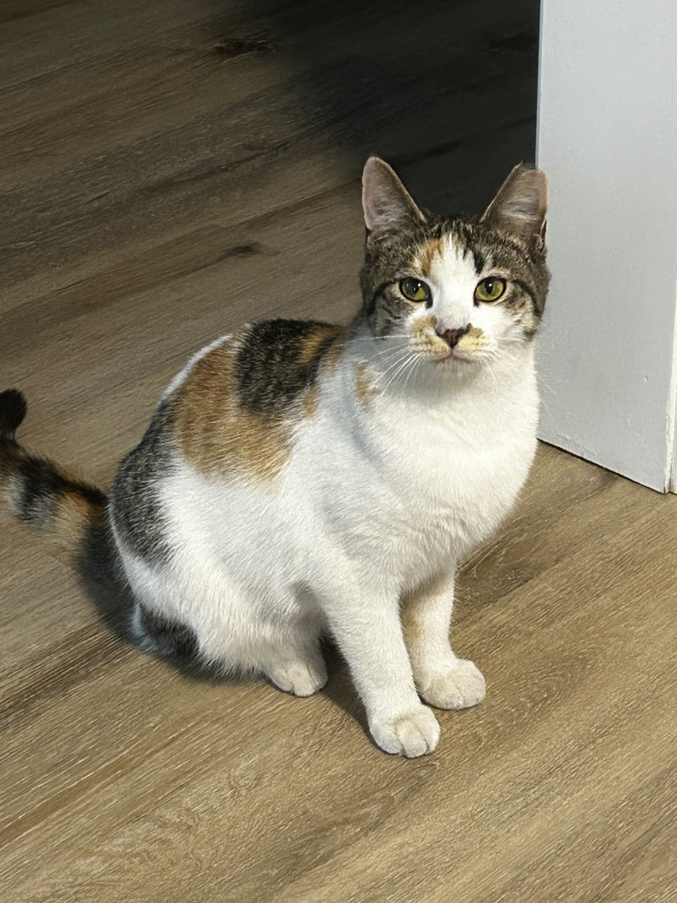 Lost Female Cat (White yellow, Calico)