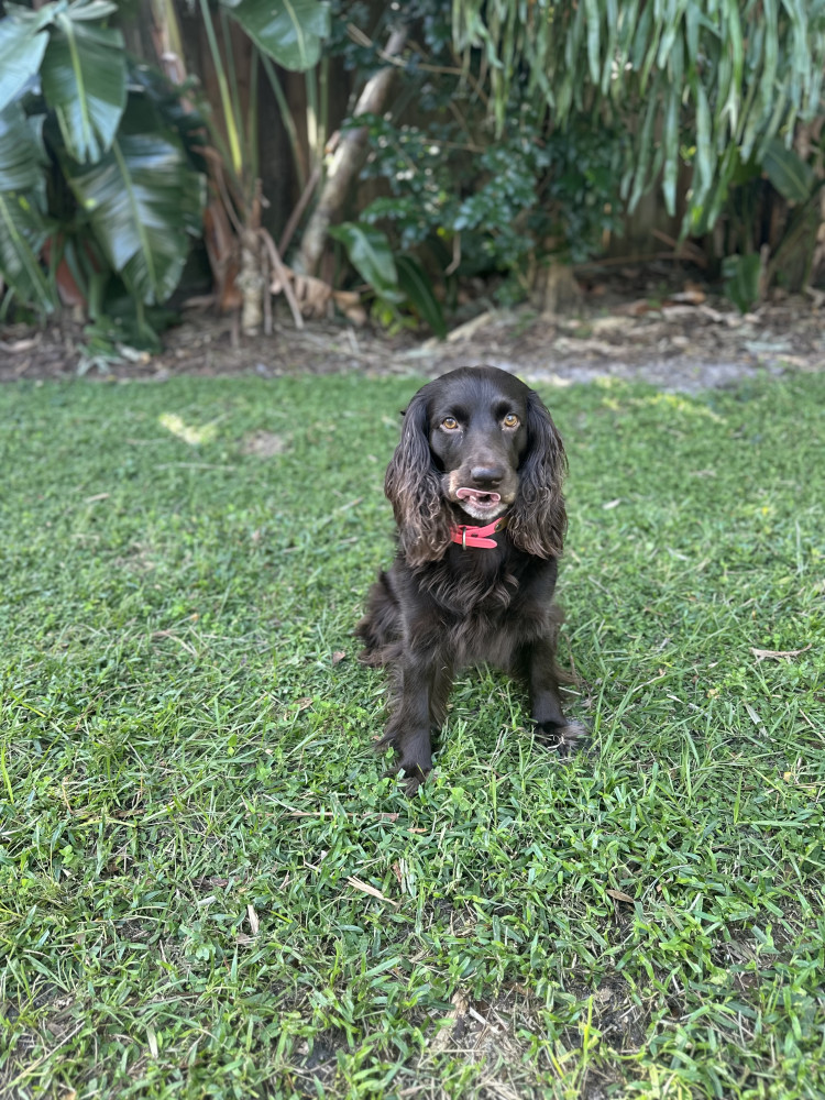 Lost Female Dog (Brown, Boykin spaniel)