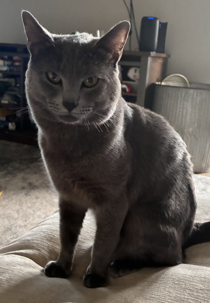 Lost Male Cat (Gray, Domestic Tabby)