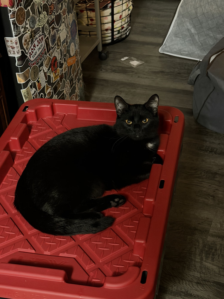 Lost Male Cat (Black with white spot on chest, Domestic Shorthair)