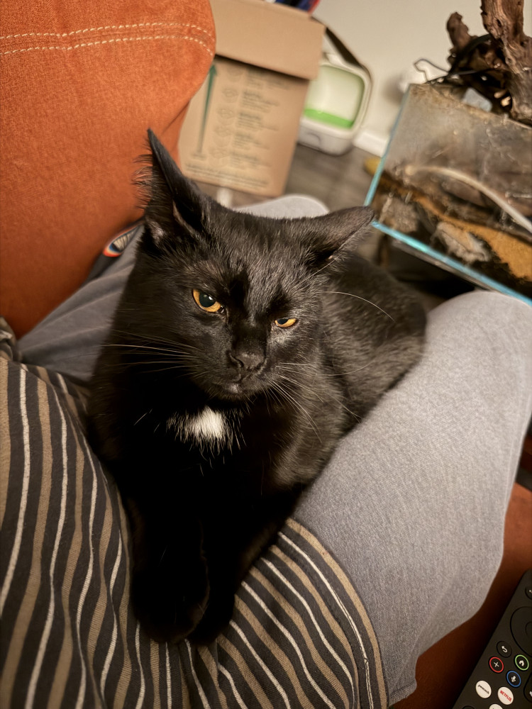 Lost Male Cat (Black with white spot on chest, Domestic Shorthair)