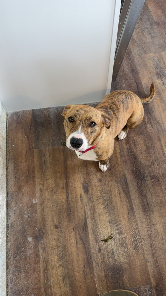 Lost Male Dog (Orange/little brown and black strips, Pitbull & corgi)