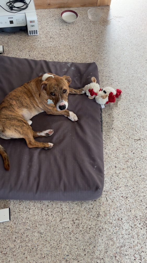 Lost Male Dog (Orange/little brown and black strips, Pitbull & corgi)