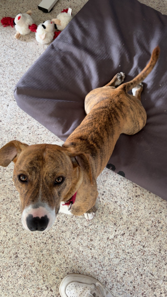 Lost Male Dog (Orange/little brown and black strips, Pitbull & corgi)