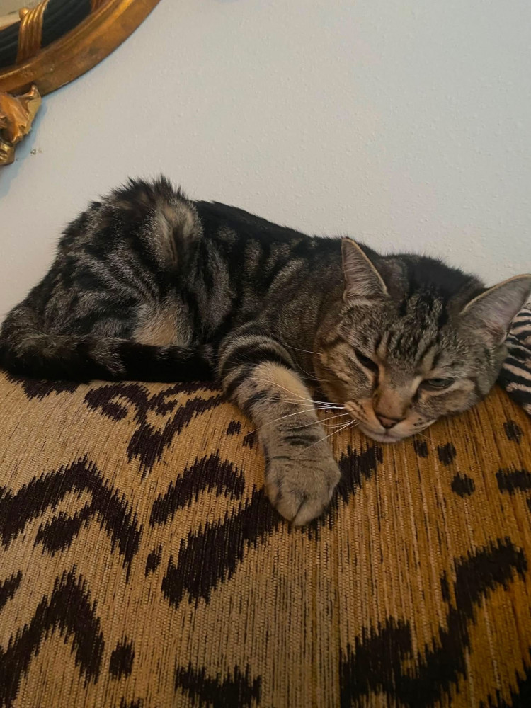 Lost Male Cat (Grey with distinct circular markings on his coat, Tabby cat)