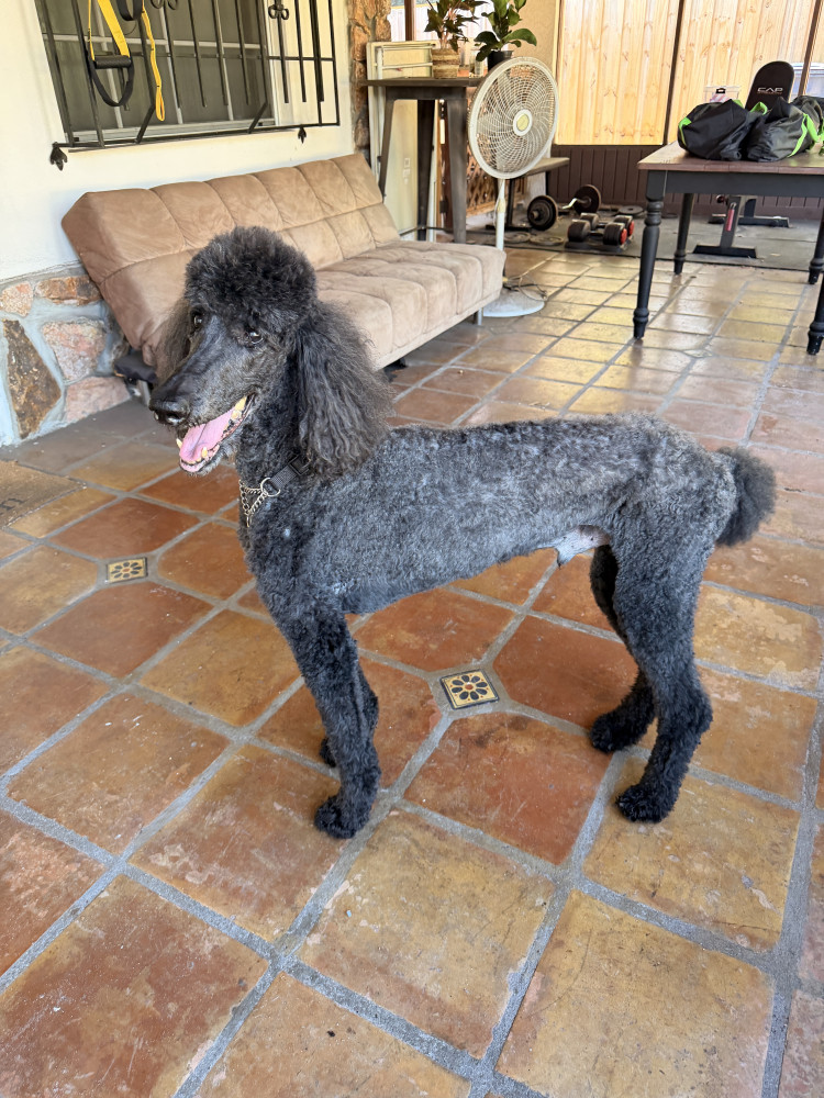 Reunited Male Dog (Black, Poodle)