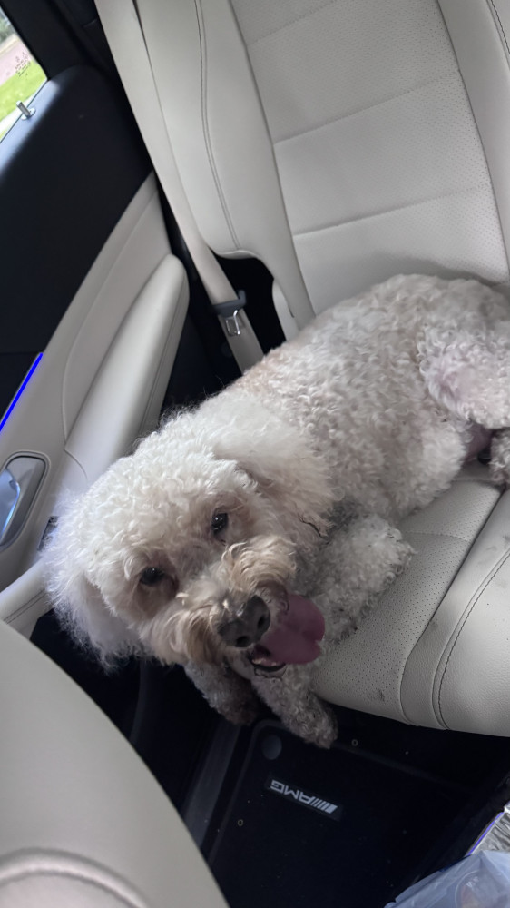 Found Female Dog (White, Poodle mix?)