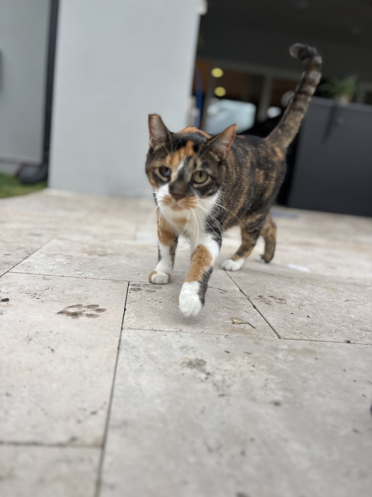 Lost Female Cat (White brown black, calico)