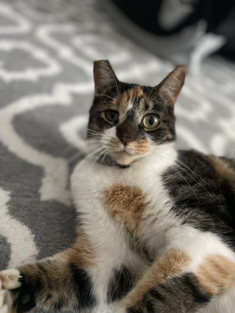 Lost Female Cat (White brown black, calico)
