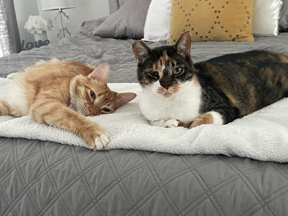 Lost Female Cat (White brown black, calico)