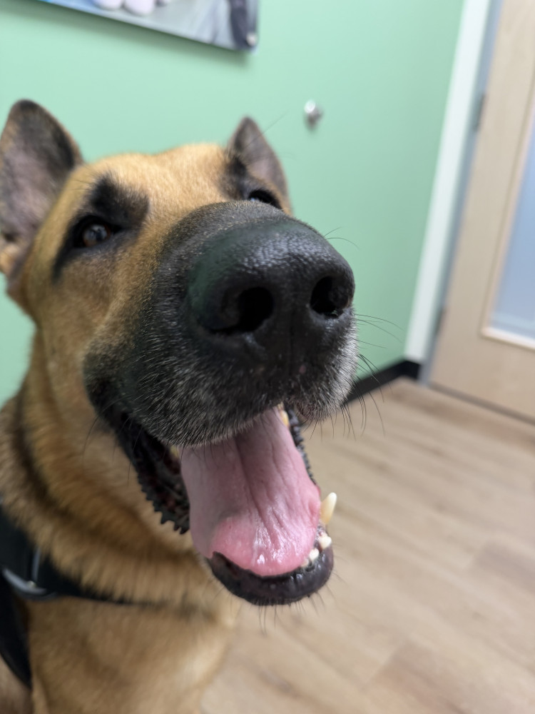 Found Male Dog (Tan and black, German Shepherd)