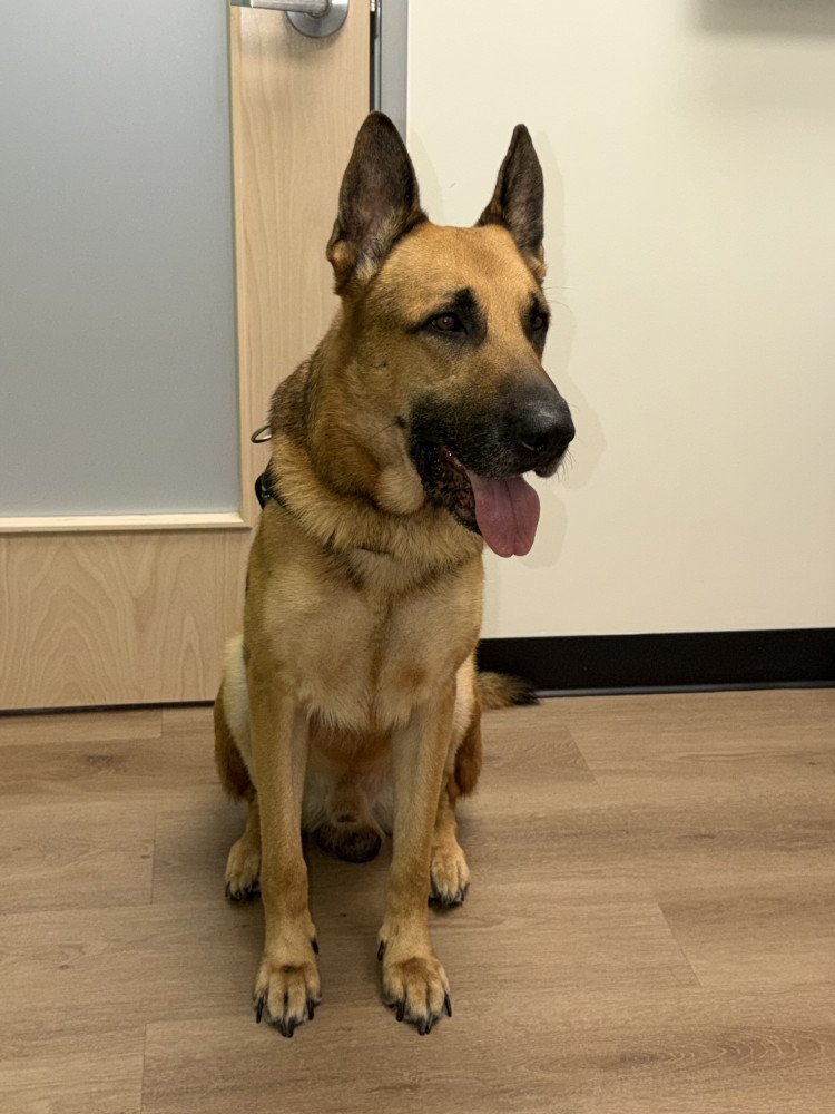 Found Male Dog (Tan and black, German Shepherd)