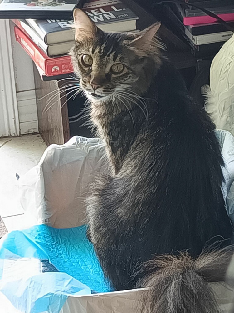 Found Female Cat (Gray, Maine coon mixed)