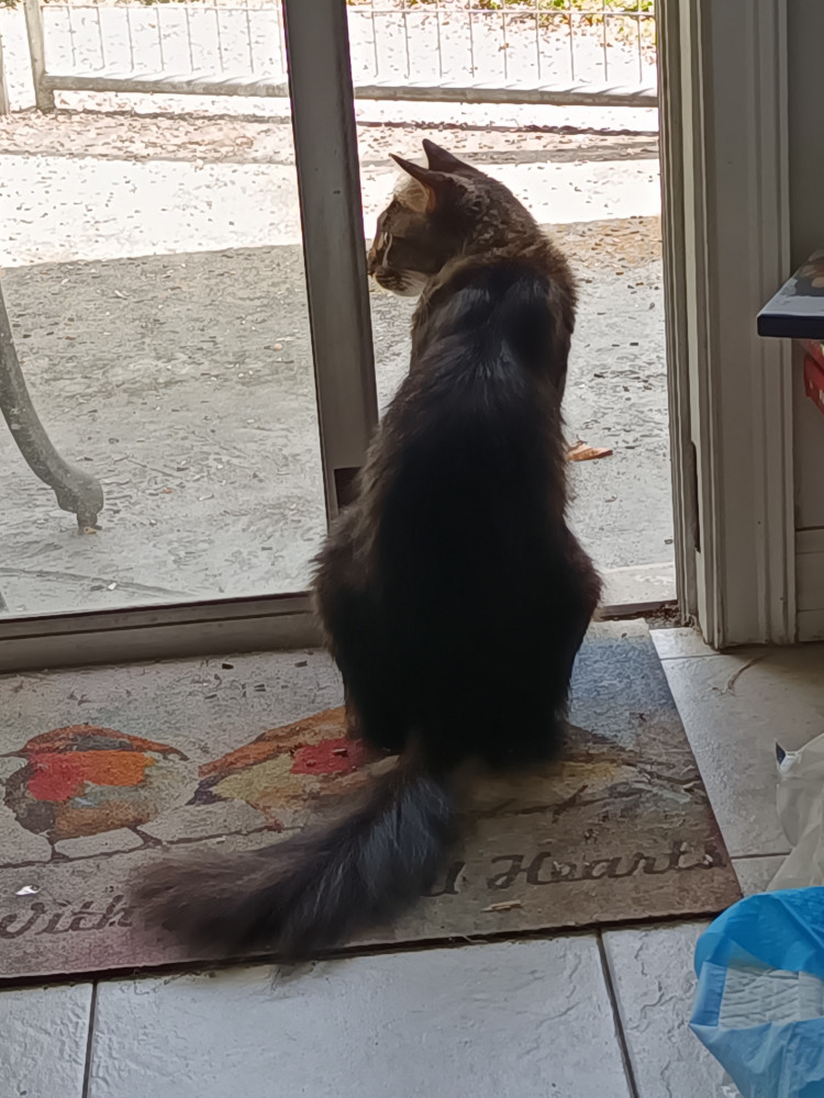 Found Female Cat (Gray, Maine coon mixed)
