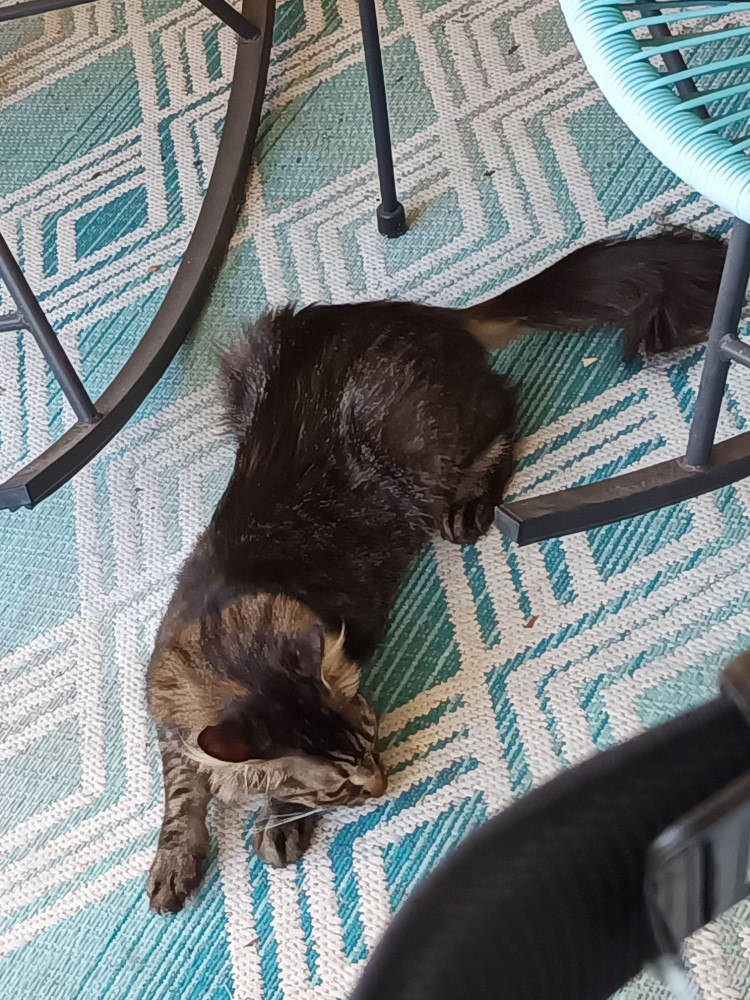 Found Female Cat (Gray, Maine coon mixed)