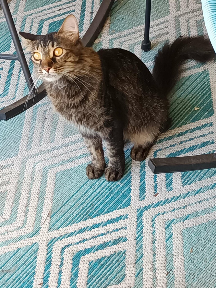 Found Female Cat (Gray, Maine coon mixed)