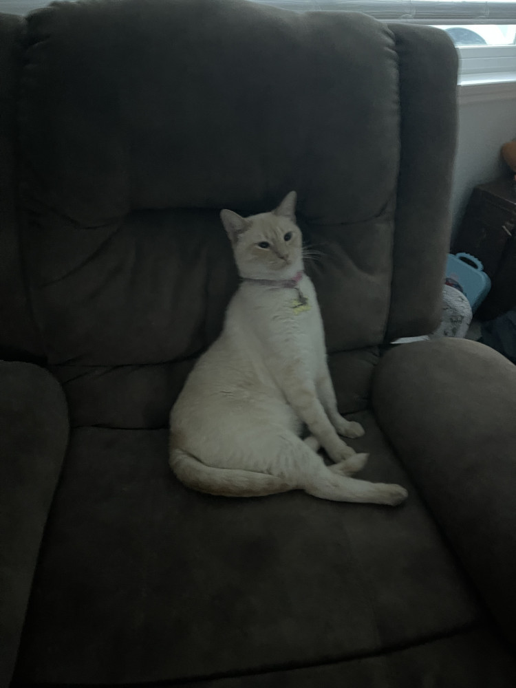 Reunited Female Cat (tan flame point, siamese)