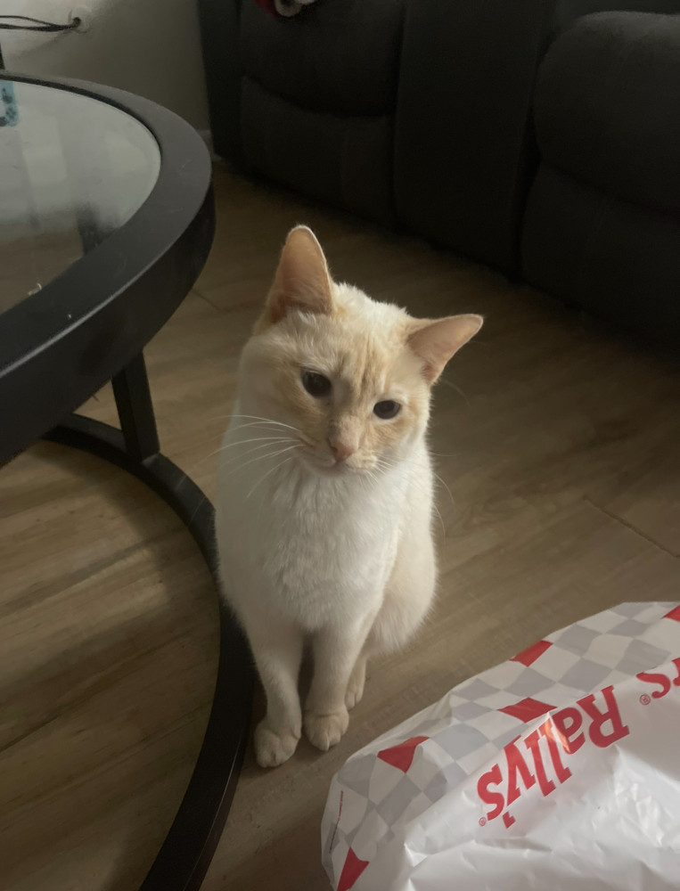 Reunited Female Cat (tan flame point, siamese)