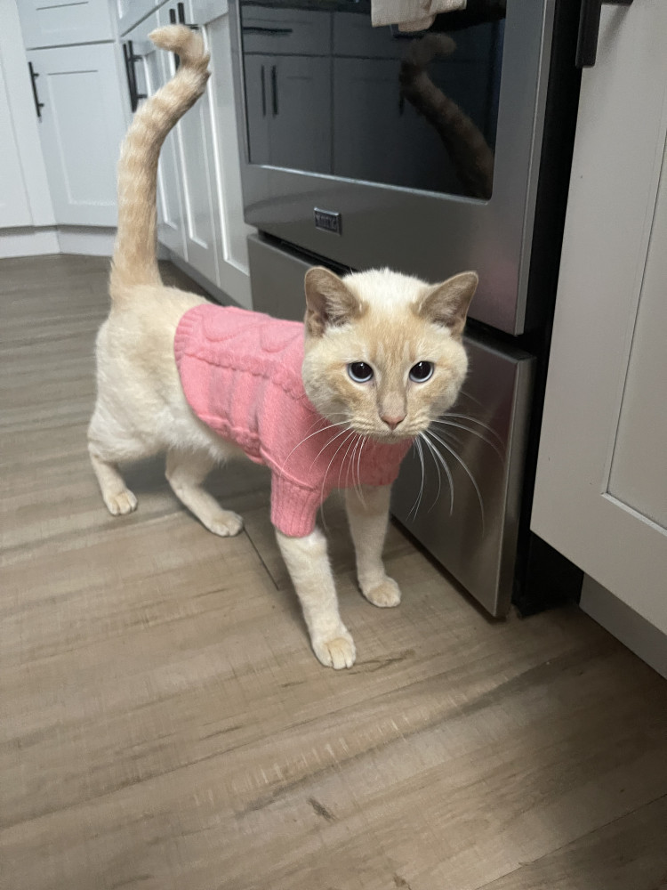 Reunited Female Cat (tan flame point, siamese)