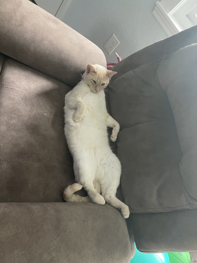 Reunited Female Cat (tan flame point, siamese)