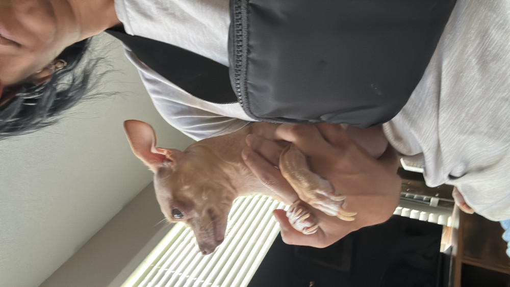 Lost Female Dog (Blonde/white, Chihuahua)