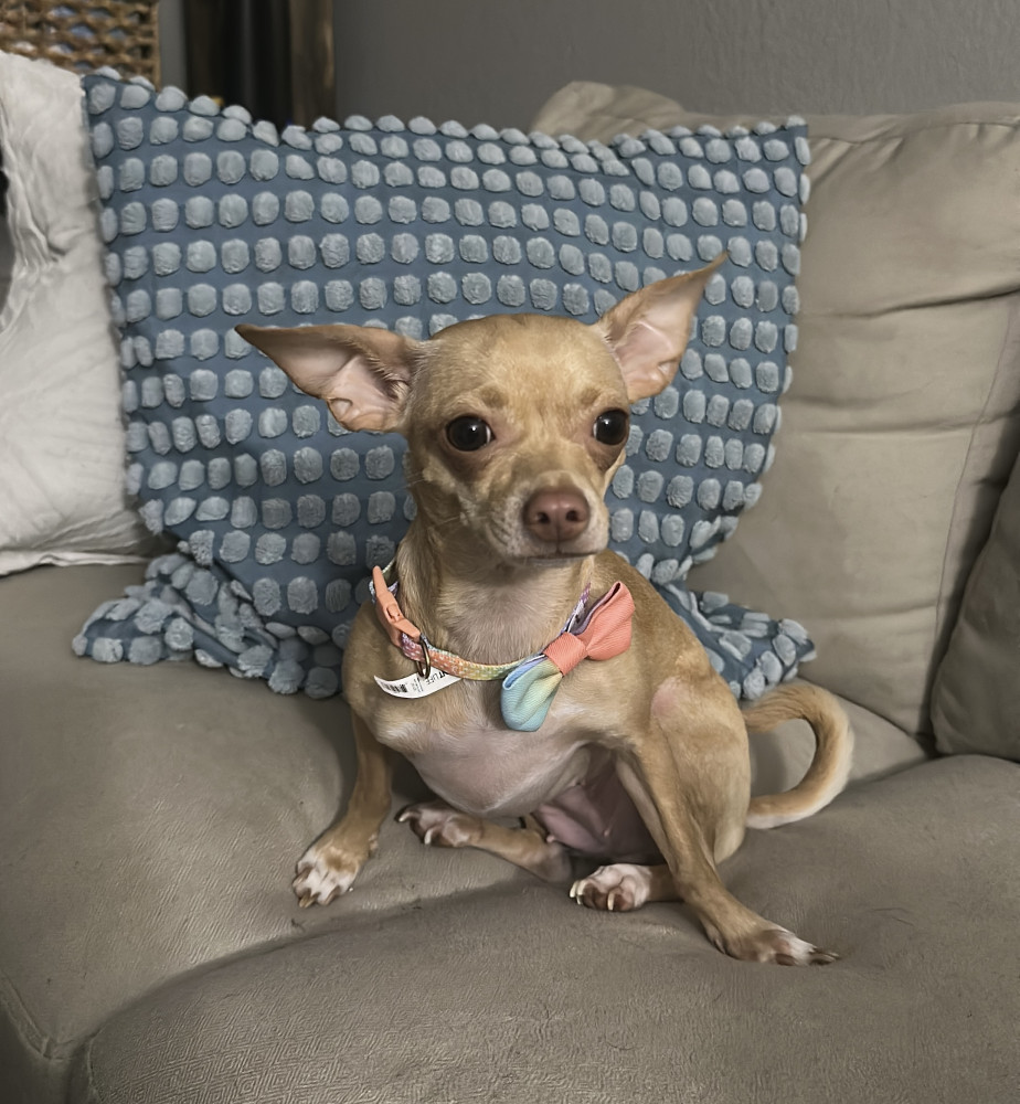 Lost Female Dog (Blonde/white, Chihuahua)