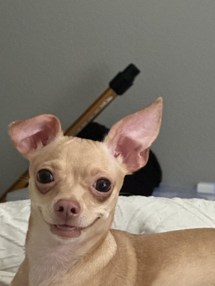 Lost Female Dog (Blonde/white, Chihuahua)