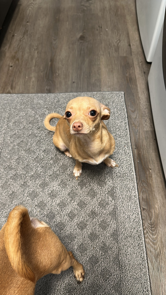 Lost Female Dog (Blonde/white, Chihuahua)