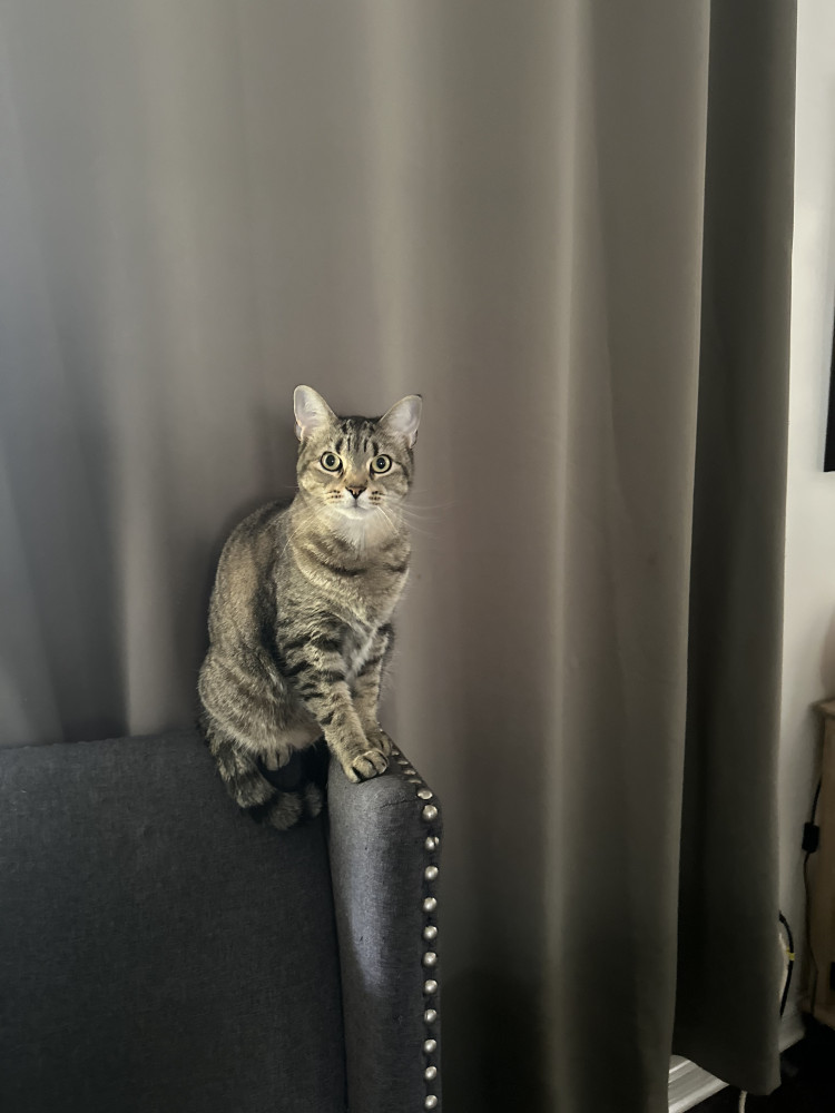 Lost Male Cat (Gray/Brown tabby, Domestic Short Hair)