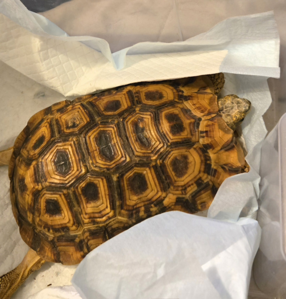 Lost Female Other Pet (Brown/Yellow/Multi, Speke's African Hingeback Turtle)