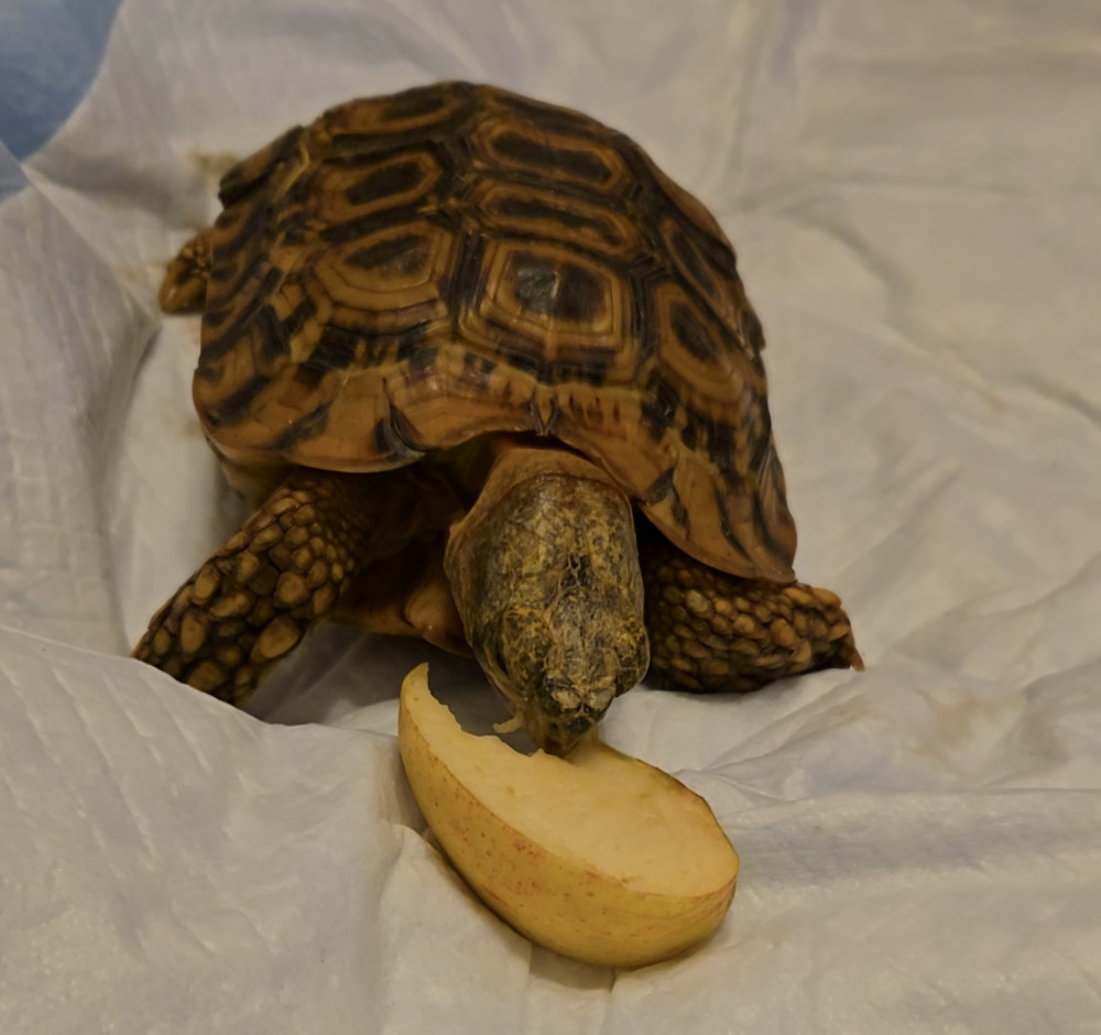 Lost Female Other Pet (Brown/Yellow/Multi, Speke's African Hingeback Turtle)