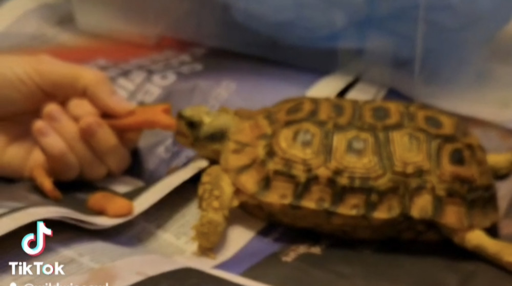 Lost Female Other Pet (Brown/Yellow/Multi, Speke's African Hingeback Turtle)