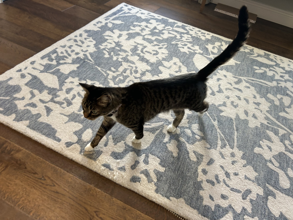 Lost Female Cat (Grey/Black, Domestic Shorthair)