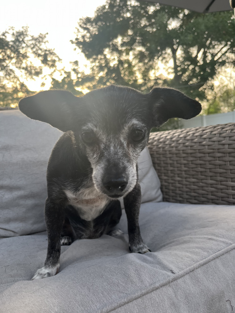 Lost Female Dog (black with white on chin and chest, Chihuahua)