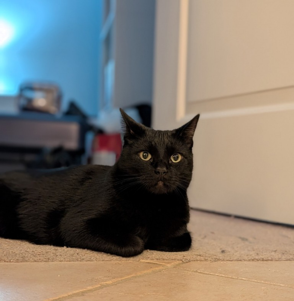 Lost Male Cat (Black, Dsh)