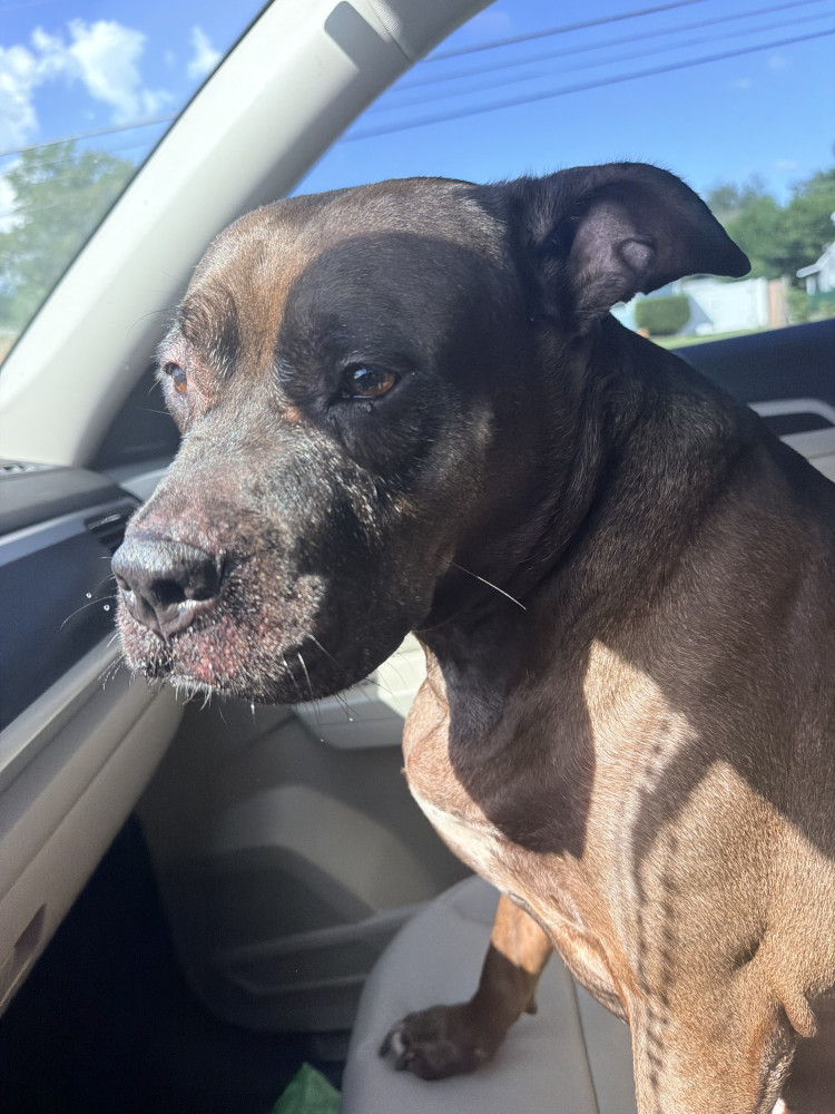 Found Female Dog (Dark brown, Pitbull)