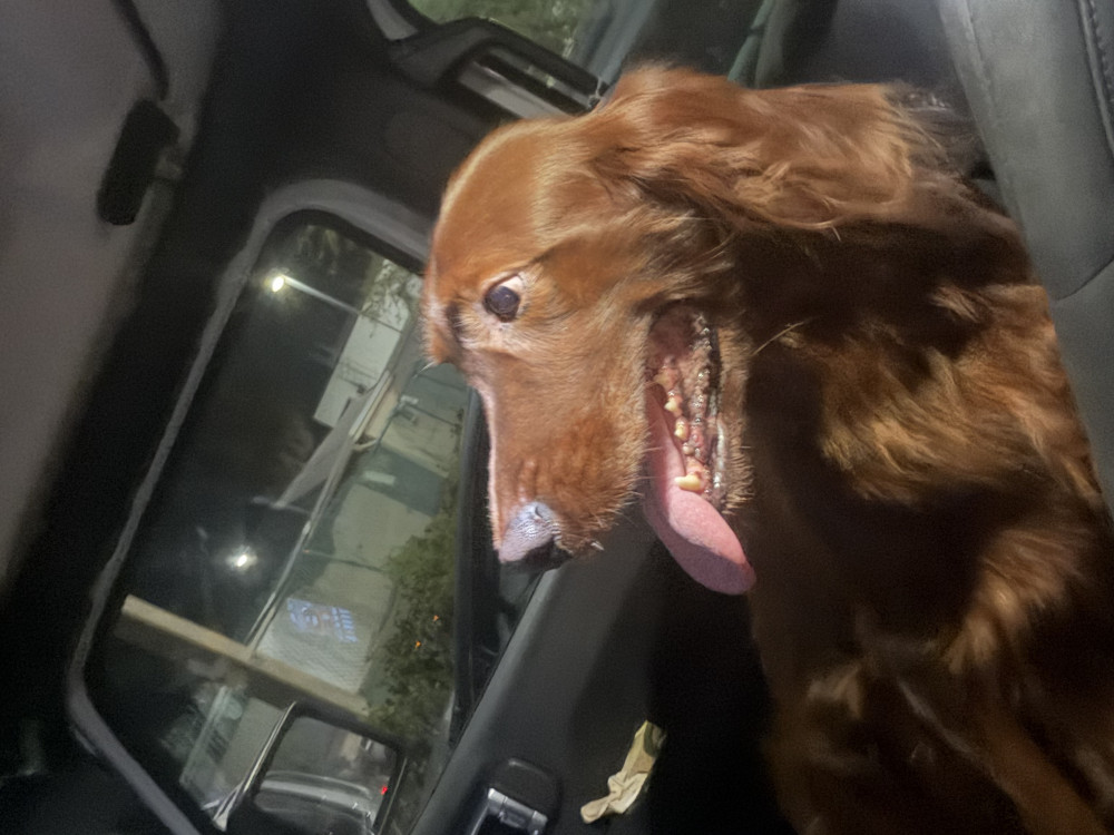 Found Male Dog (Red, Irish setter)