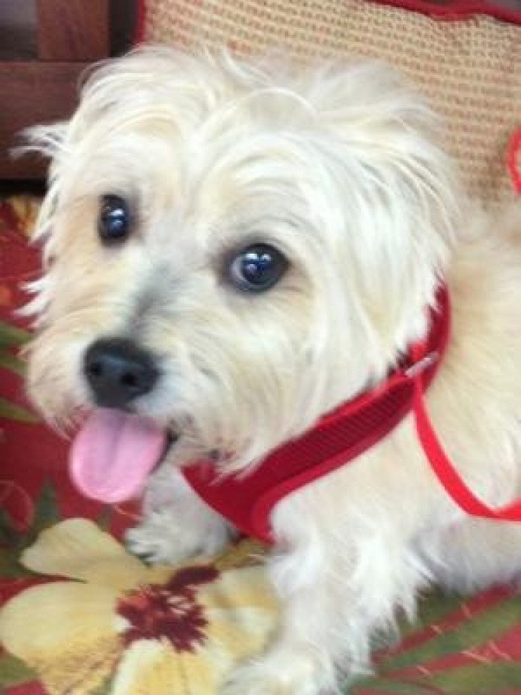 Reunited Male Dog (blonde, cairn or westie)