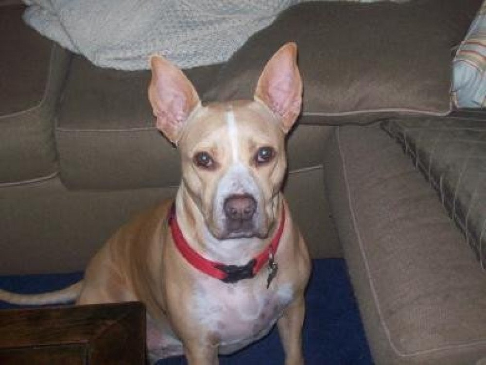 Reunited Female Dog (Yellow, Mixed--Pit Bull / Boxer)