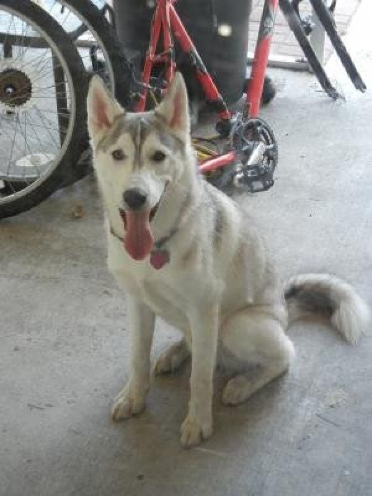 Reunited Male Dog (White with Gray, Husky mix?)