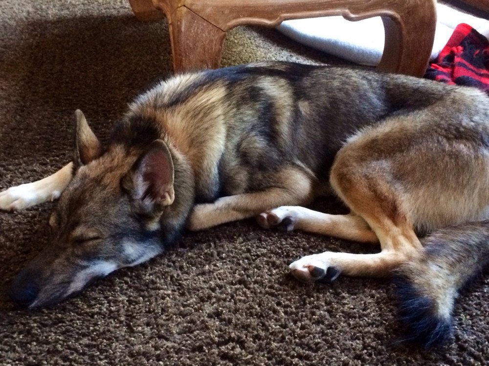Reunited Male Dog (Sable, Tamaskan)