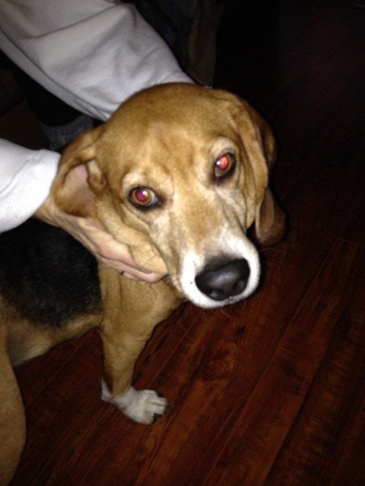 Reunited Male Dog (Black & tan, Beagle)