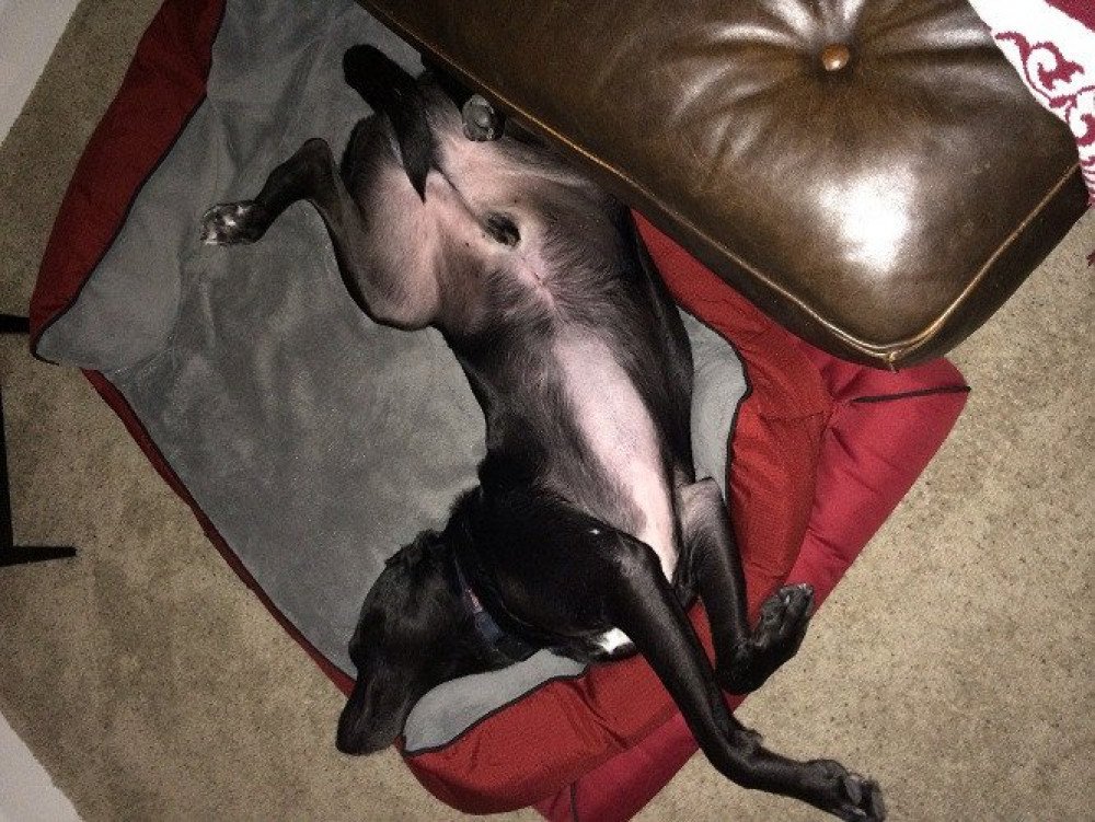 Reunited Male Dog (Black, Black lab)