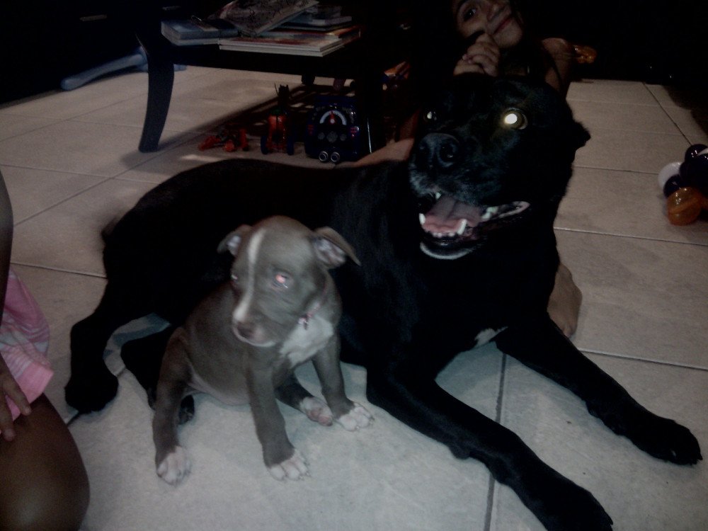 Reunited Female Dog (black, Mutt)