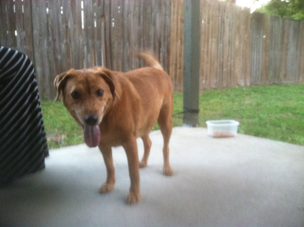 Reunited Male Dog (Yellow, Lab)