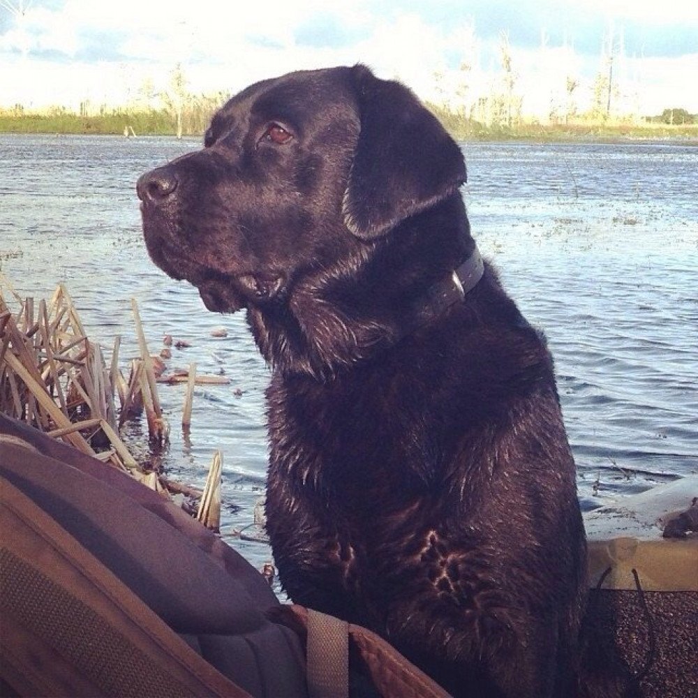 Reunited Male Dog (Black, English Lab)