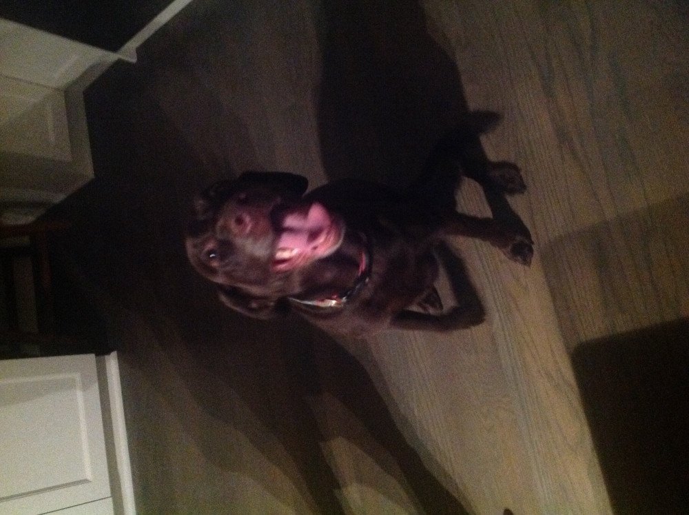 Reunited Female Dog (Chocolate, Lab)